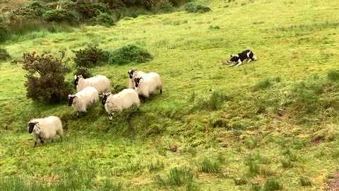 Beautiful Ireland Sheepdog’s take comand