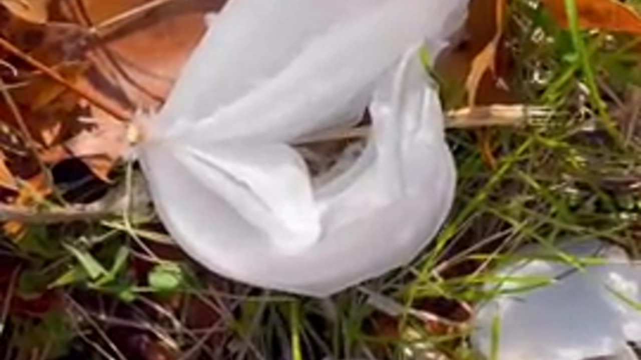 Ice formations on the ground look like flowers made of frost