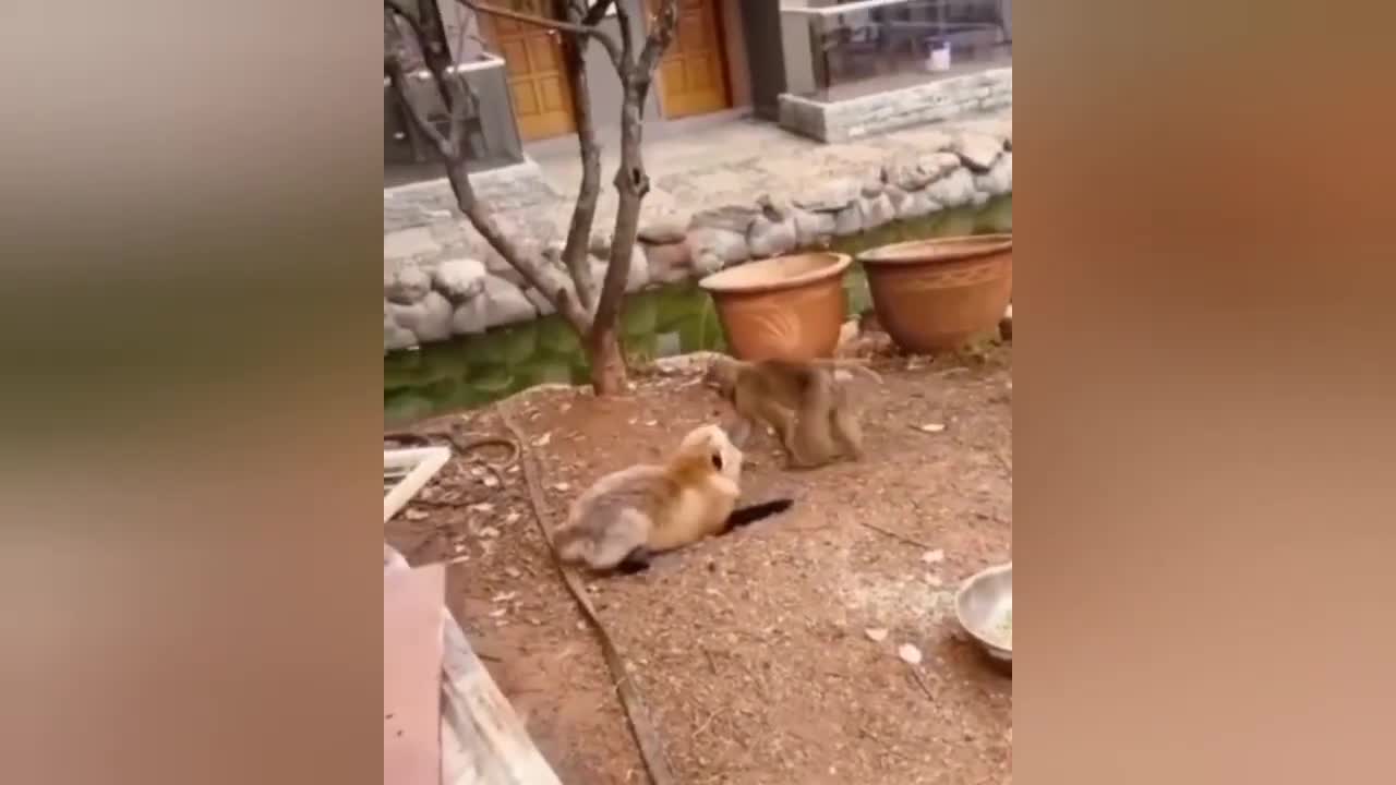 Funny animals videos 😸😀-new cats and dogs funny