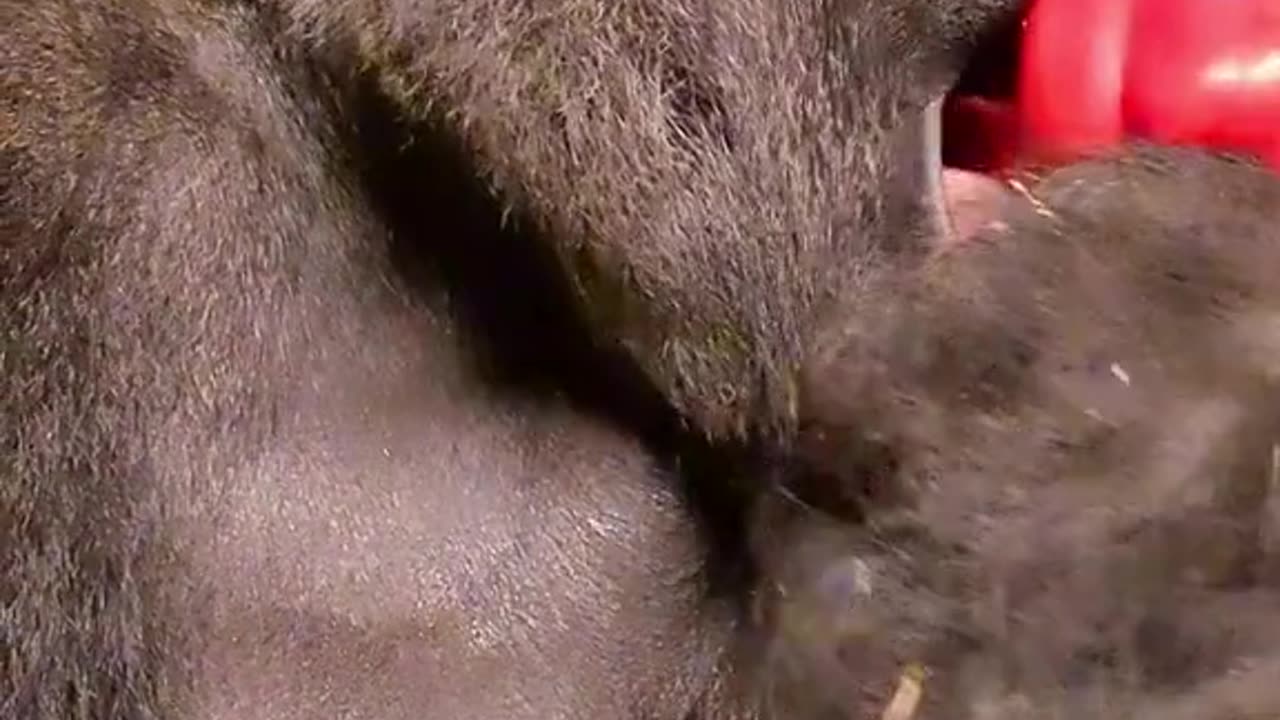 Gorilla 🦍 eating red chili 🌶️