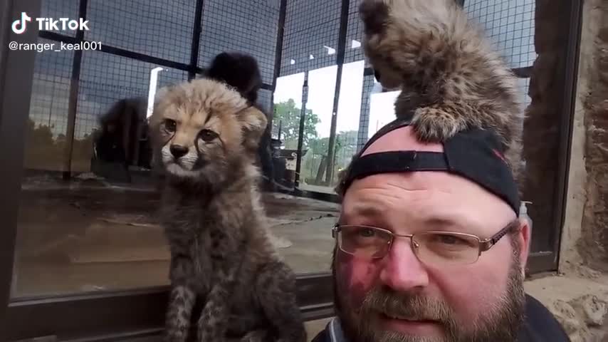 Baby Cheetah sees human for the first time