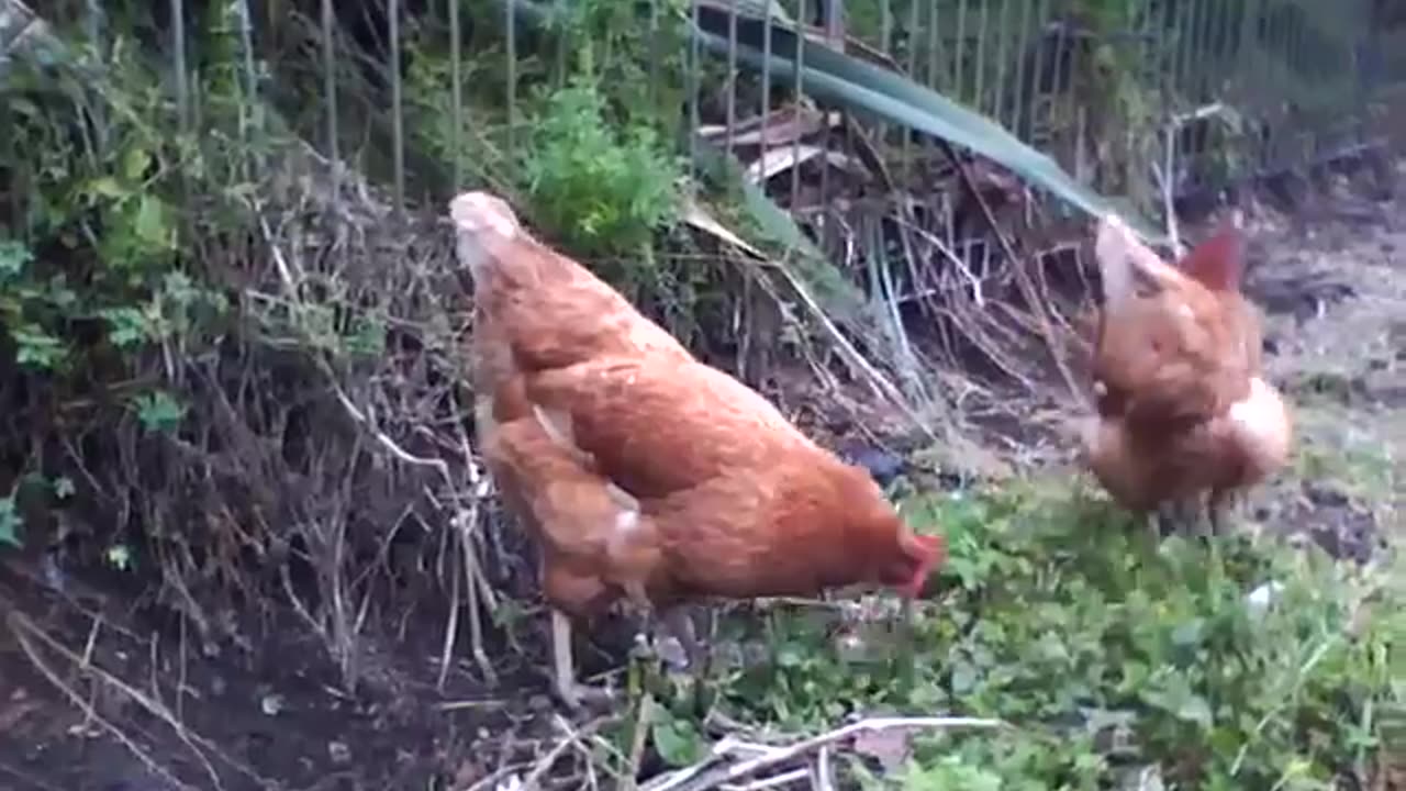 City Chickens...