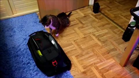 Cats vs Remote Contolled Toy (Hovercarft)