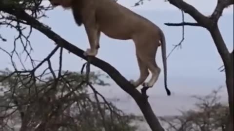 Fighting between Lion and Buffalo