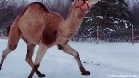 Best_Of_The_2023_Funny_Animal_Videos_That_To_Start_The_Week_Off_Right😁___Cutest_Animals_Ever(360p)