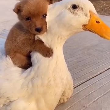 This puppy thinks he is a duck