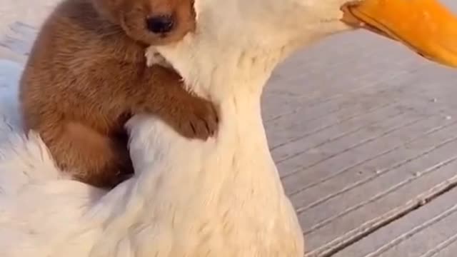 This puppy thinks he is a duck