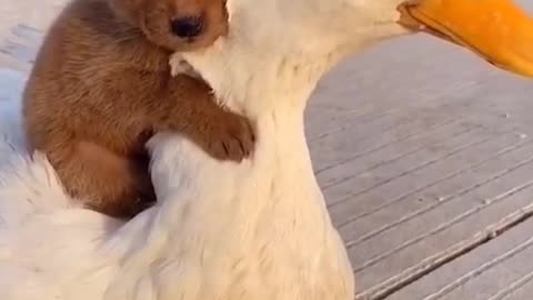 This puppy thinks he is a duck