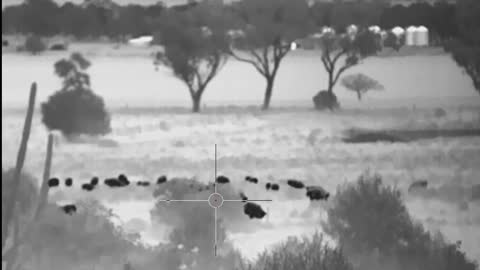 iAiming iA-317 Thermal Scope - Sheep 200m to full Zoom