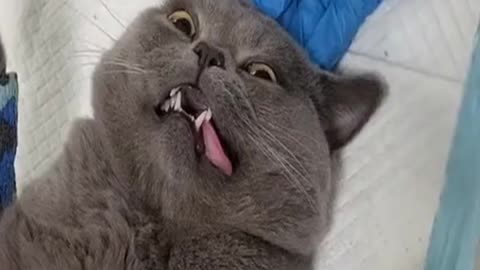 Happiness is gone, the cat is funny