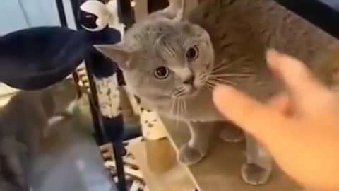 Funny Cats