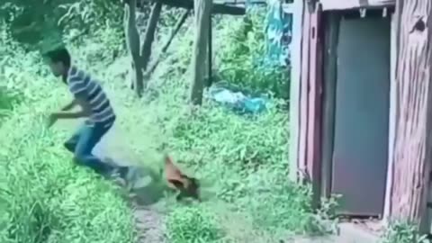 Chicken vs Rooster