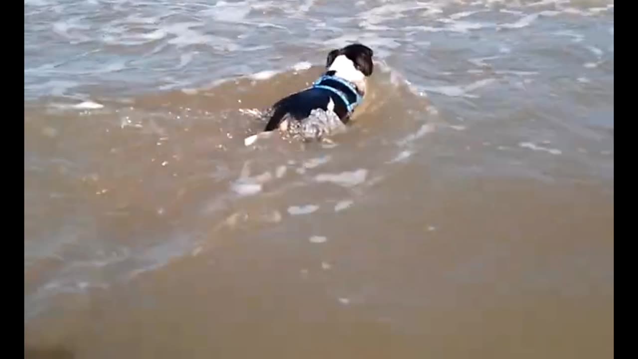 sea bath 🌊 🐶