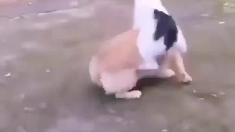 Brave mom cat