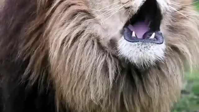 Real Sound of Lion Roars😱 The Lion King || Wildlife Attitude 🔥 Animal Power