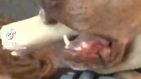 Funny dog
