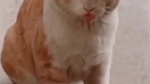 Funny cat