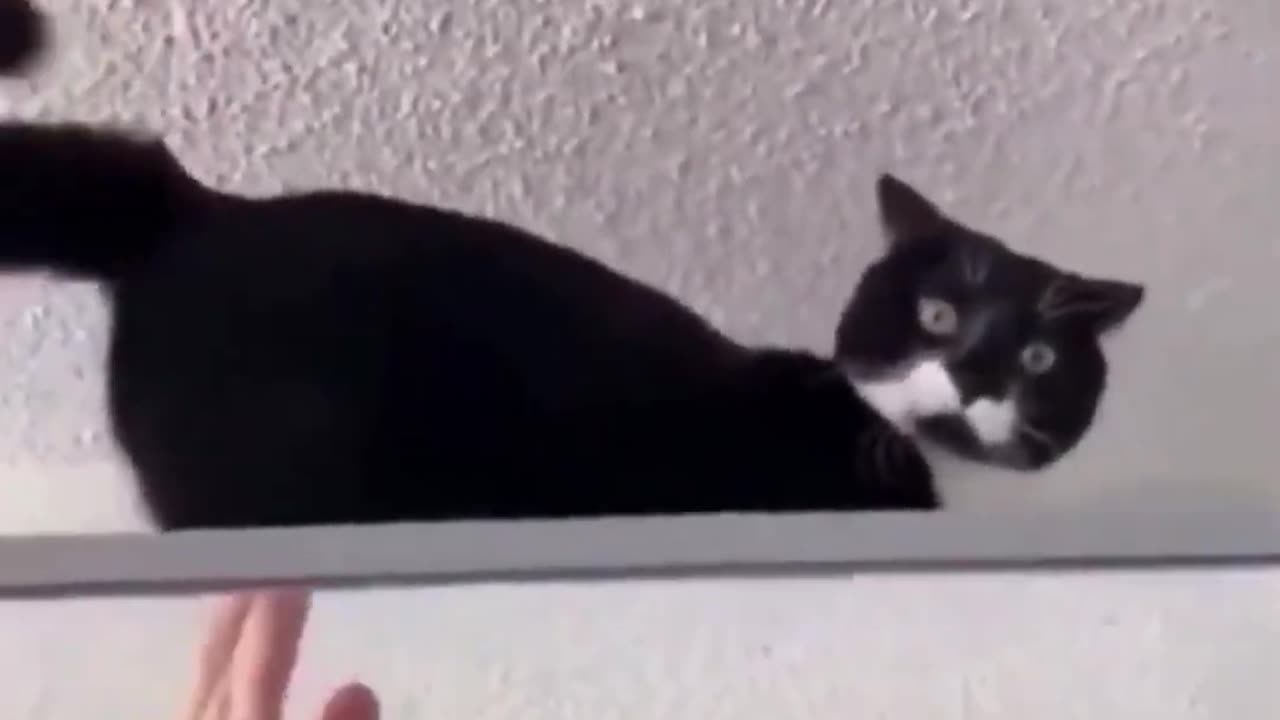 Funny Cat & Dog Videos