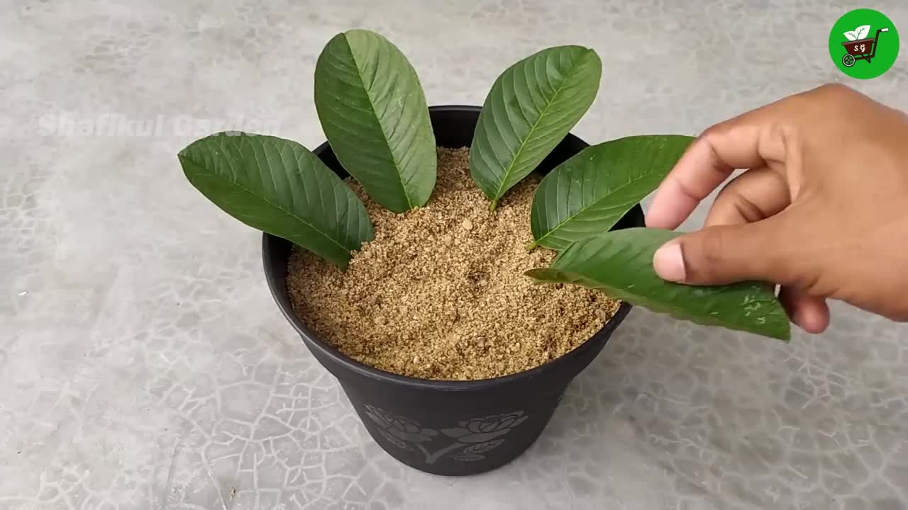 How to grow guava trees from guava leaves