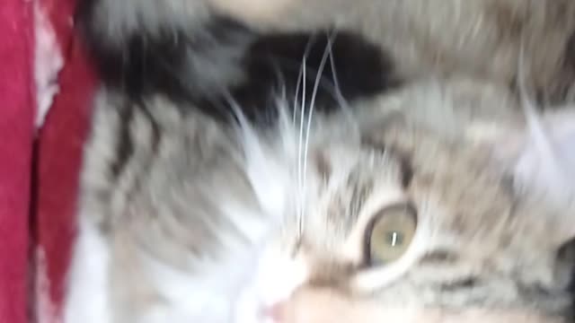 القط الجميل