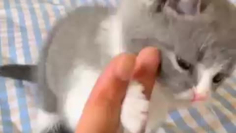 THIS_CAT_IS_PLAYING_WITH _HIS_OWNER..!! _FUNNY CATS_VIDEOS