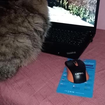 Smart and active cat - catches mice from the computer