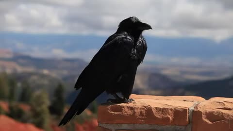 Caw-larious Crows: Funniest Moments & Smart Bird Shenanigans!