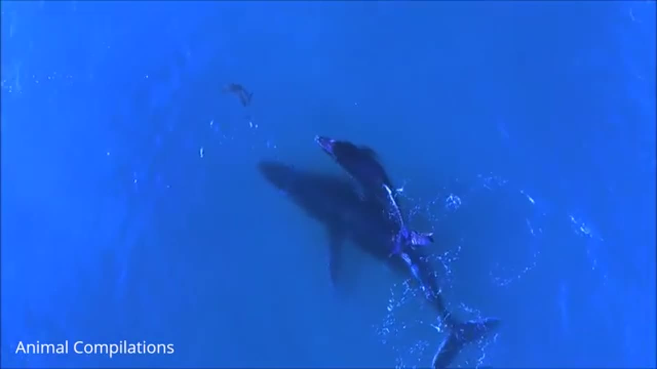 HD Delight: Captivating Dolphins🐬 in Crystal Clear Waters🌊🐬