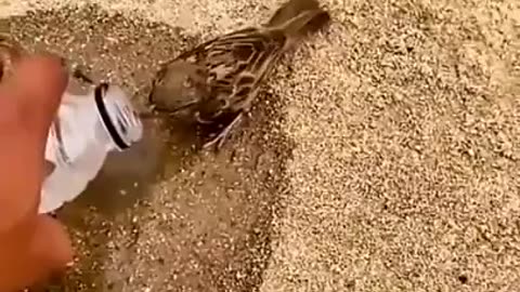 Dying Bird Brought Back To Life