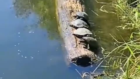 Turtle Log rolling