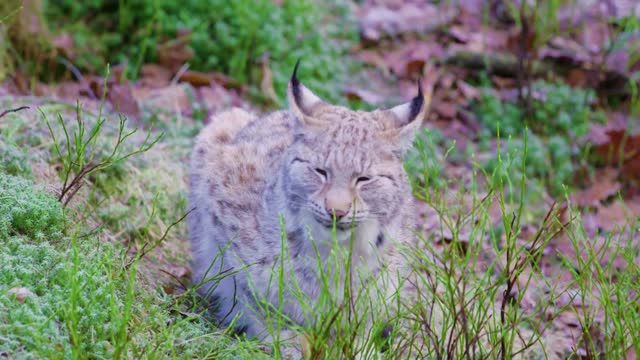 Two european lynx cats rests in the forest