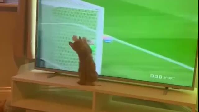 So funny cat like a Play a football ⚽