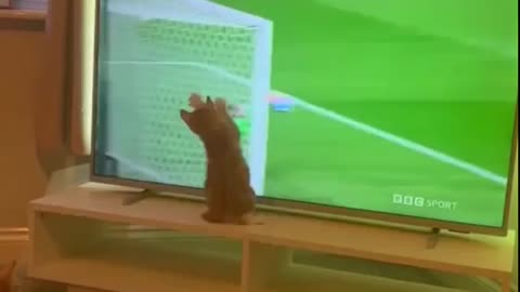 So funny cat like a Play a football ⚽