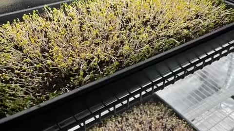 Microgreens under HLG beams