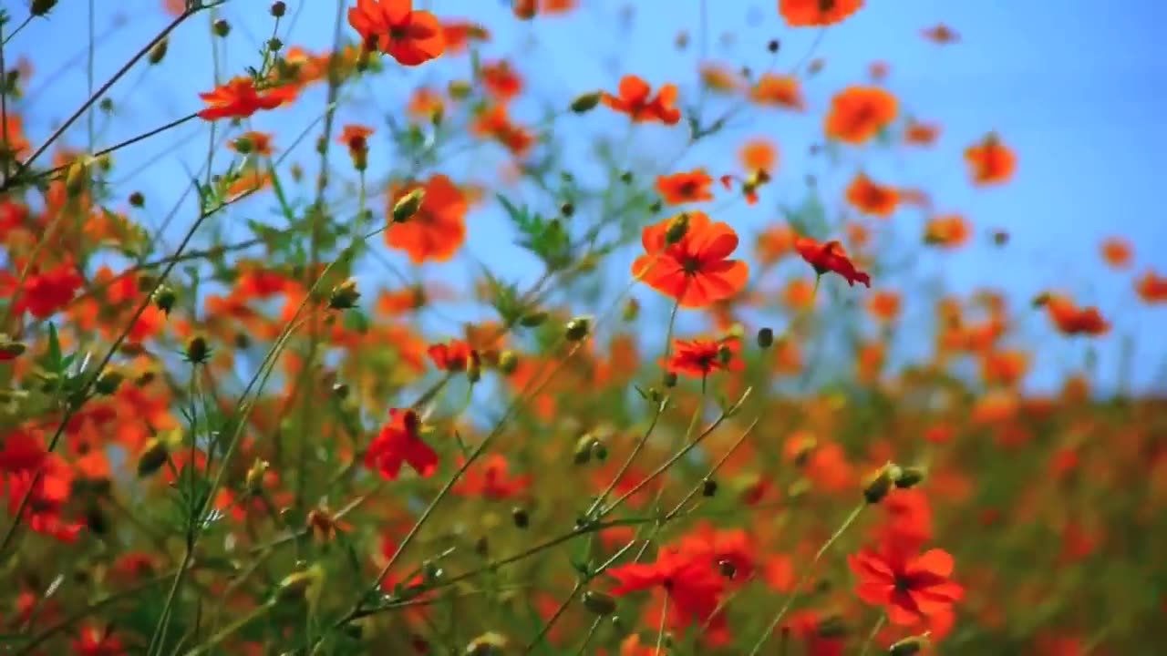 Attractve and beautiful flowers in the field