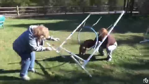 Try Not To Laugh Watching Funny Animal Compilation