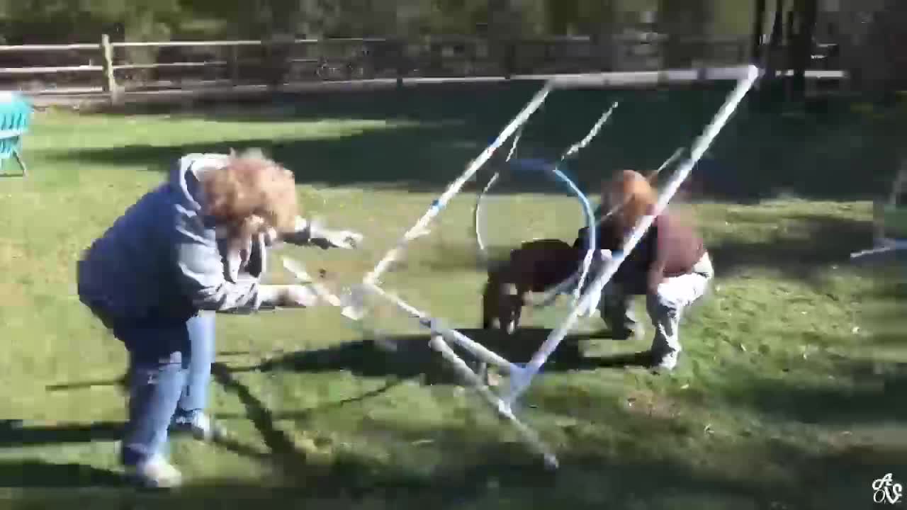 Try Not To Laugh Watching Funny Animal Compilation