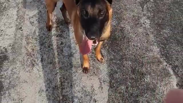 How A 1 Year Malinois Looks Like | Maligator Kai's Training Session