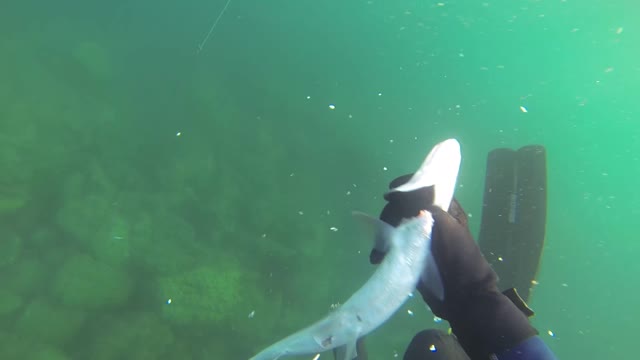 Caça Submarina - Angra - RJ