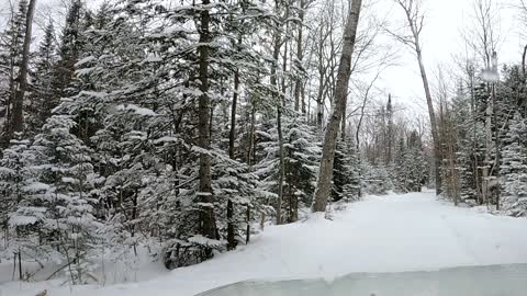 Driving Through Wintery Woods