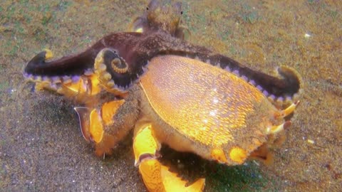 Crab butchered octopus