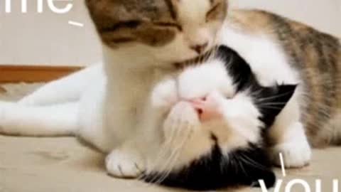 Funny cat video