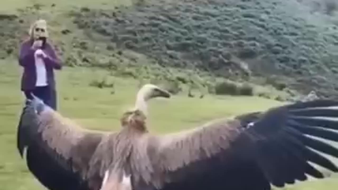 Bird video