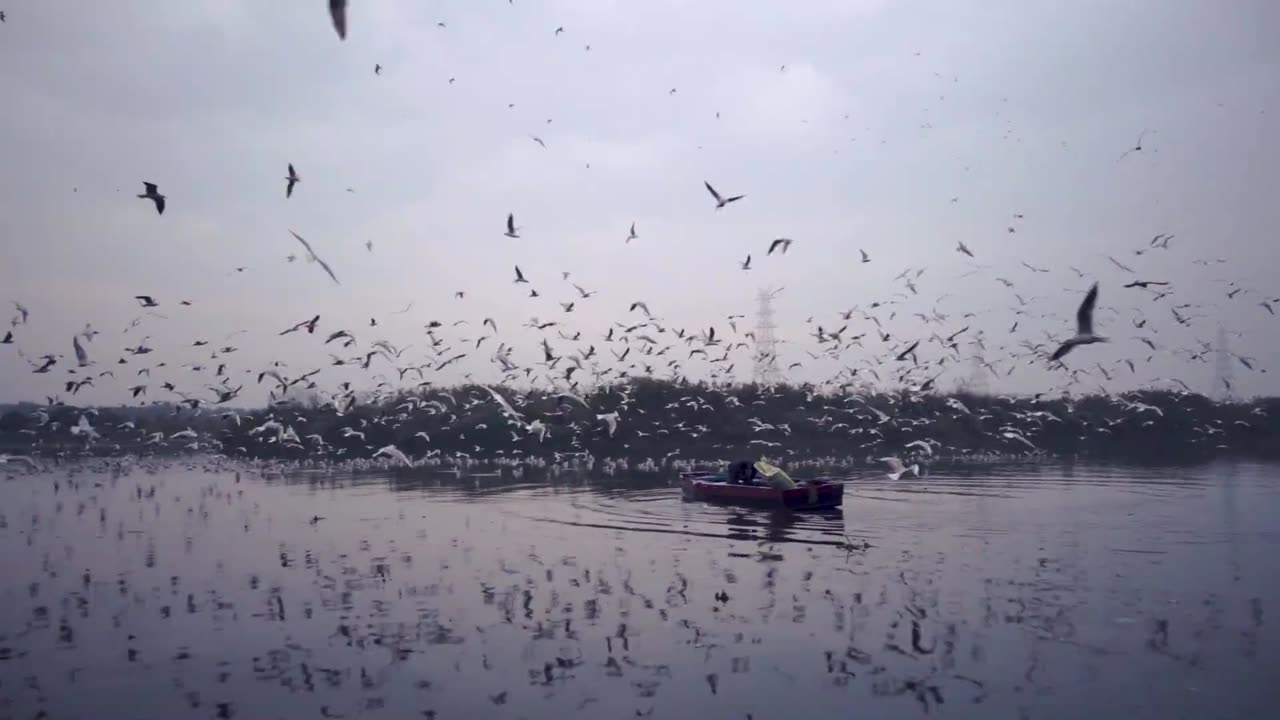 Flock of Goose Eating on the Lake Water