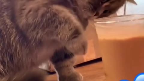 Cute Cats & Funny Cats 😍😍😅😅 #shorts #reels #cats #viral #mmvcats