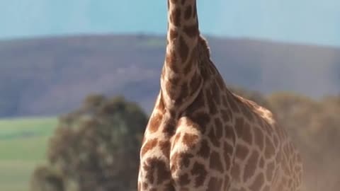 Chinese English Teaching # Bilingual Teaching # Giraffe