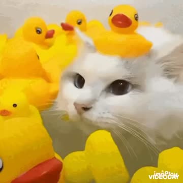 Cute Cat Gif