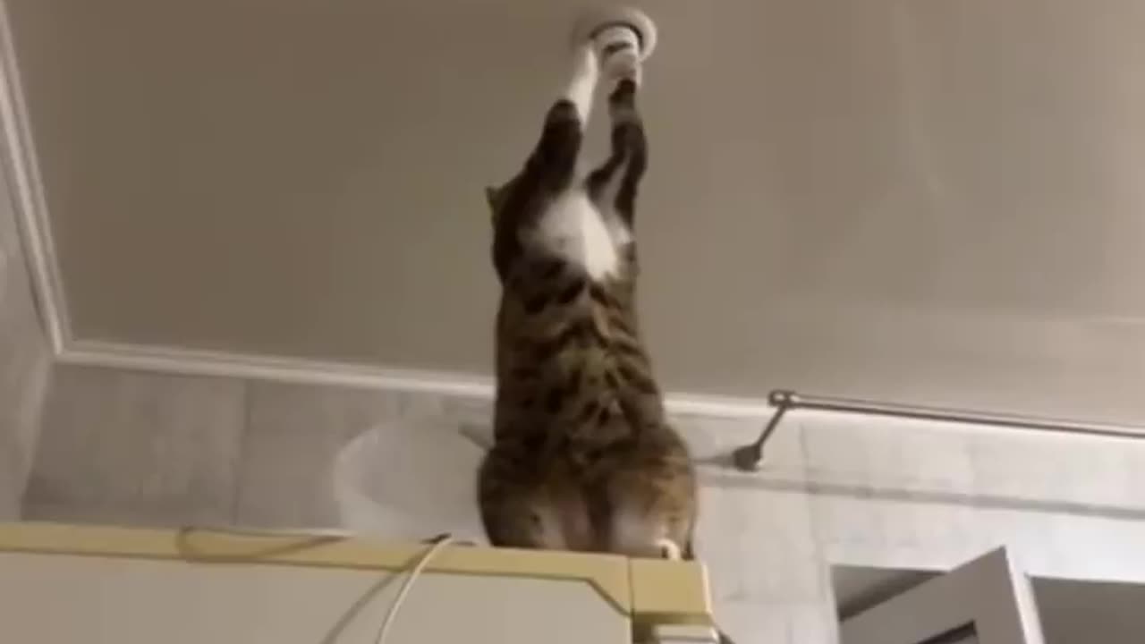 Funny cat