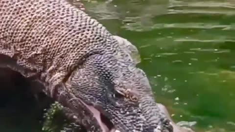 Comodo dragon