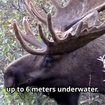 Did You Know? Moose Can Dive 6 Meters Deep! | Incredible Moose Facts